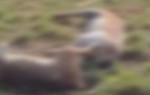 Patos Not�cia